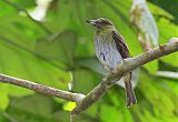 Bright-rumped Attila